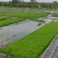 بانک نشا مکانیزه برنج.تیمجار.شالی