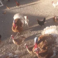 فروش بوقلمون بالغ و خروس