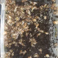 حلزون آلبینو|خزنده|تهران, افسریه شمالی|دیوار