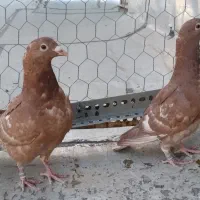 کبوتر مسافتی