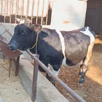 ماده‌گاو گوساله ماده‌مونت‌‌بیلیارد