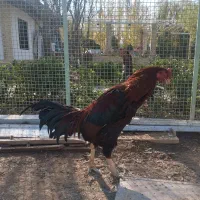 سلام دو عدد خروس لاری|حیوانات مزرعه|هشتگرد, تهران دشت|دیوار