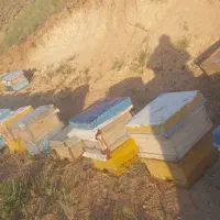 تعداد ۳۰ عدد زنبور عسل