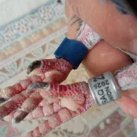 کفتر پلاکی|حیوانات|نهاوند, |دیوار