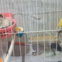 یک جفت قناری رسمی جوان|پرنده|رشت, بازار|دیوار