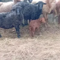 فروش گوسفند|حیوانات مزرعه|خرمآباد (تنکابن), |دیوار