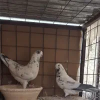 دو جفت پرشی|پرنده|بافق, |دیوار