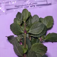 گیاه آکواریم|ماهی|بابل, |دیوار