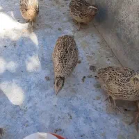 بلدرچین بالغ