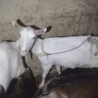 بز سانن