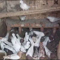 بفروش میرسد کبوتر ها
