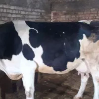 گاوباگوساله