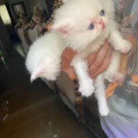 پرشین خالص|گربه|رشت, استقامت ۱|دیوار