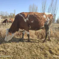 گاو سیمنتال شکم دوم