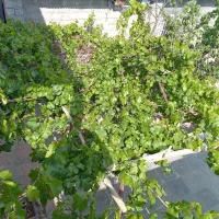 خانه وسوئیت های اجاره ای درلاله زار