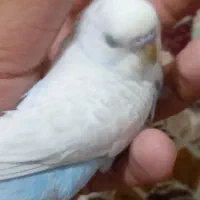 مرغ عشق|پرنده|شیراز, شریف‌آباد|دیوار