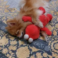 پامر ماده ۲ ساله