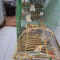 عروس هلندی|پرنده|کردکوی, |دیوار