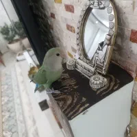 طوطی کوتوله برزیلی نر فول دستی