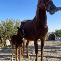 فروش اسب|اسب و تجهیزات اسبسواری|دماوند, دماوند|دیوار