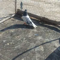 1800|پرنده|ثلاث باباجانی, |دیوار