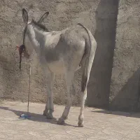 الاغ جوان گله ای