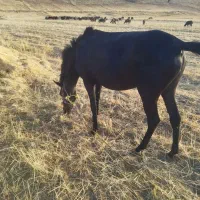 مادیان وکره|اسب و تجهیزات اسب‌سواری|الشتر, |دیوار