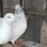 کبوتر کله دم سبز