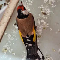 سهره حلب.چهارگل.شهرستانم قابل ارسال|پرنده|کرمانشاه, |دیوار