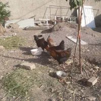 مرغ و خروس و بوقلمون