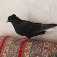 کفتر دمی بهبونی|پرنده|شیراز, دروازه قران|دیوار