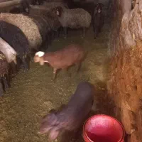 گوسفند|حیوانات مزرعه|لالجین, |دیوار