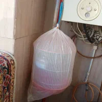 پرنده|پرنده|بومهن, |دیوار