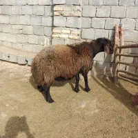 قوچ میش بره