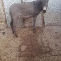 کره الاغ ماده باب گله ۱۰ماهشه هیکلی و درشت