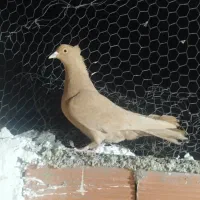 زرد|پرنده|کرمان, |دیوار