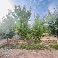 زمین دور دیوارسندملکی گوارشک شاهنامه دیاکو فرماینه|فروش خانه و ویلا|مشهد, توس فردوسی|دیوار
