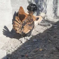 تعدادی مرغ|حیوانات مزرعه|ابریشم, |دیوار