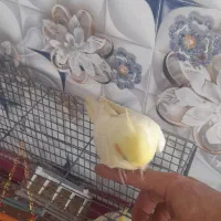 فروش عروس هلندی کامل اهلی ونیمه اهلی