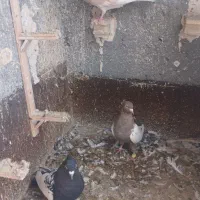 سینه مشکی و سینه سیاه و کله زرد