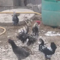 خروس گلین طوسی