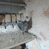 عالی نر به شرط