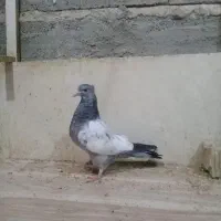 جوجه سینه سبز و ابی