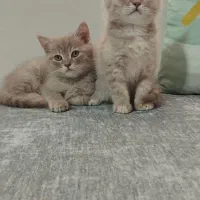 گربه بریتیش دوماهه نر و ماده