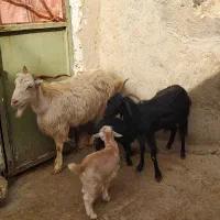 بزبزغاله|حیوانات مزرعه|کرمانشاه, |دیوار