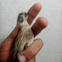 پرنده سینه سرخ خوب|پرنده|شیراز, دروازه قران|دیوار