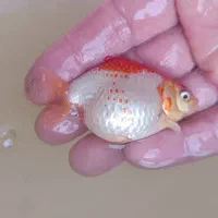 گلد فیش سایز|ماهی|ارومیه, |دیوار