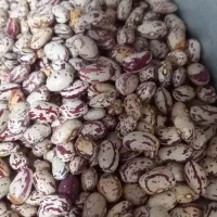 فروش لوبیا چیتی