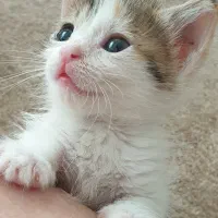 دختر چافالوی ما