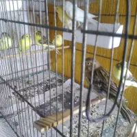 قناری جوان فنچ|پرنده|محمدشهر, ولدآباد|دیوار